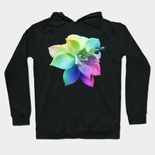 rainbow succulent juicy plant botanical nature Hoodie